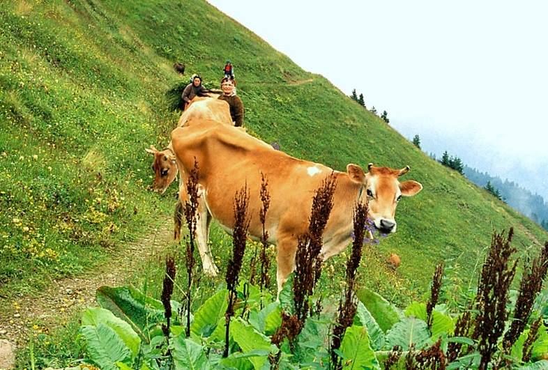 Pokut Yaylası