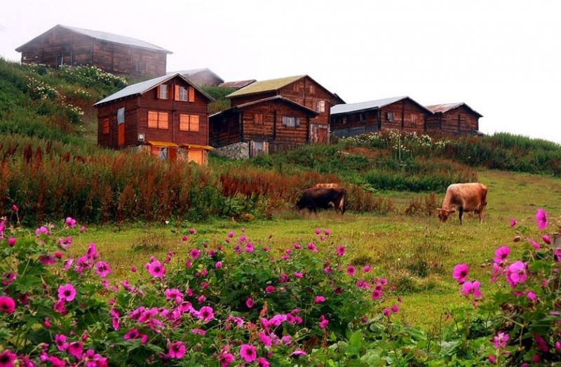 Pokut Yaylası