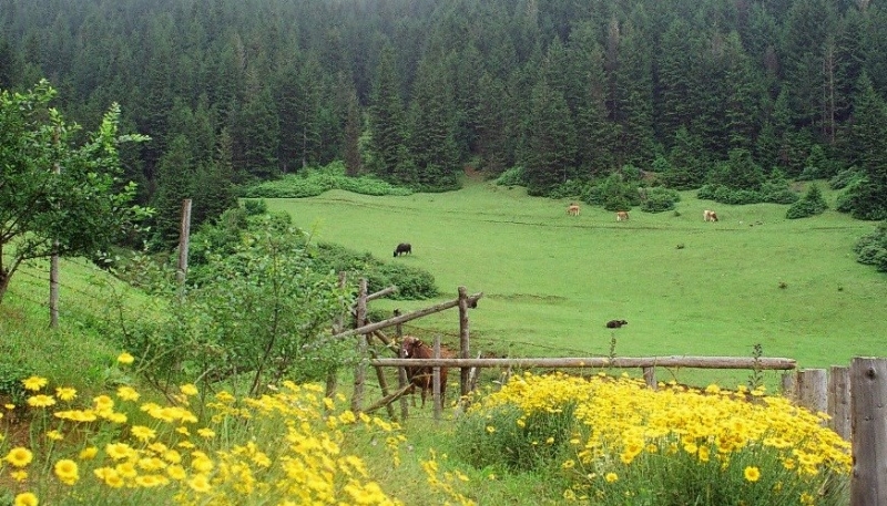 Kümbet Yaylası 