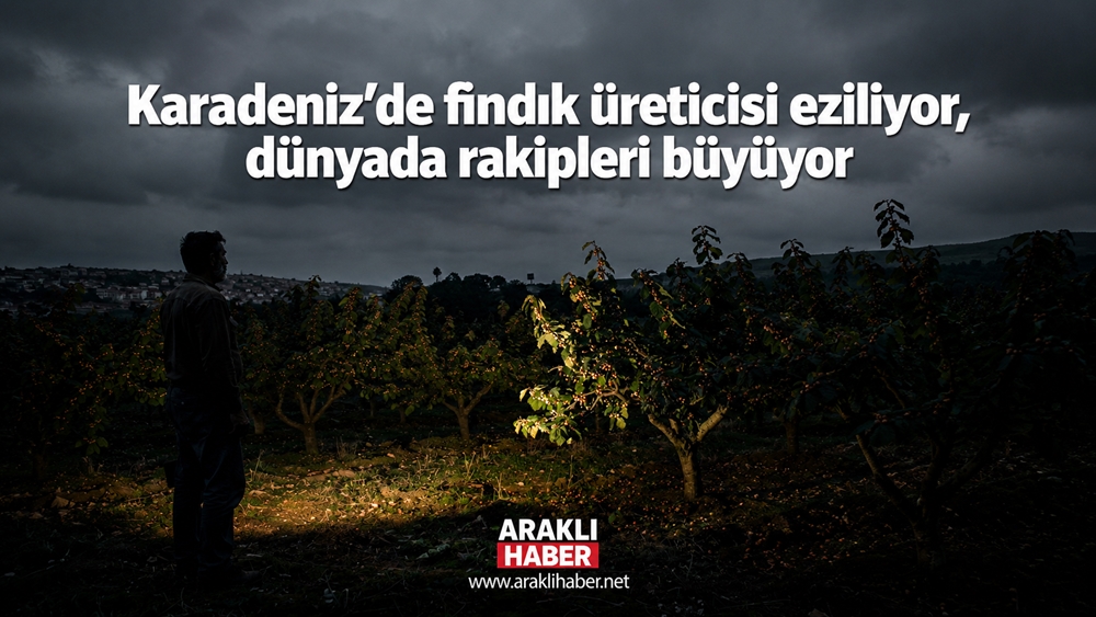 Karadeniz’de fındık üreticisi eziliyor, dünyada rakipleri büyüyor